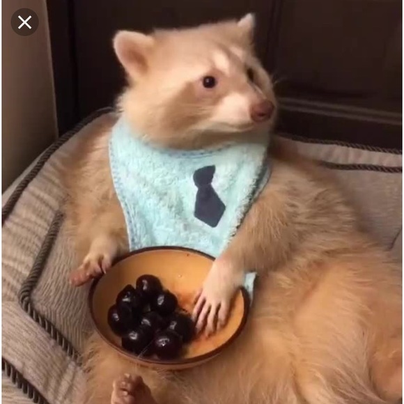 Meet your Posher, Nancy - Picture 1 of 1